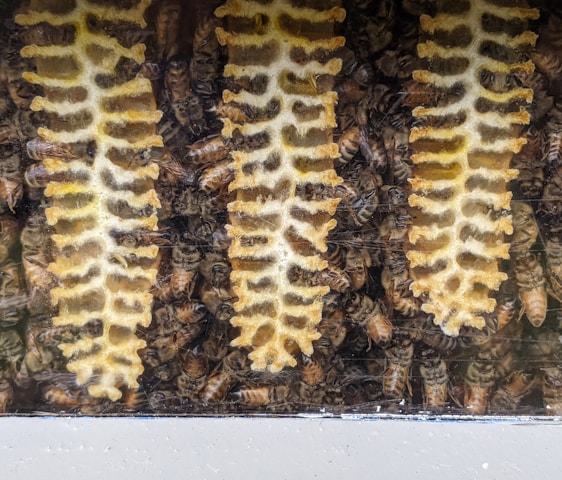 Wombat Way Honey operations